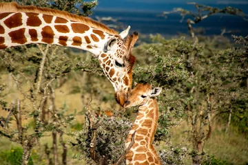 Gardinen Mother and baby giraffe in African savannah © Bry