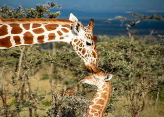 Beautiful mother giraffe kissing baby © Bry