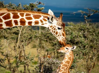 Gardinen Mother giraffe kissing baby giraffe in Kenya  © Bry