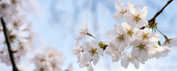 Cherry blossoms against blue sky with copy space　青空と桜の花 背景 コピースペース