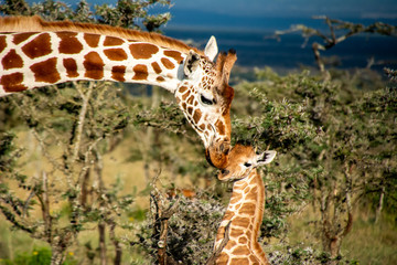 Mother giraffe kissing baby giraffe © Bry