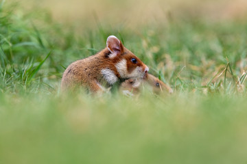 Zwei junge Feldhamster in der Seitenansicht auf einer Wiese