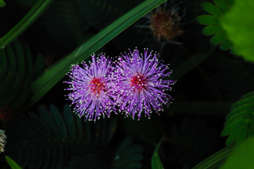 bunch of fluffy pink purple flowers in a bush with lush green background