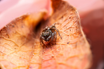 A close up shot of a small forest spider on dry leaves, selective focus