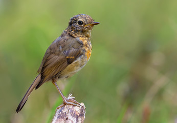 Young subadult European robin stands on top of small twig in sunny forest