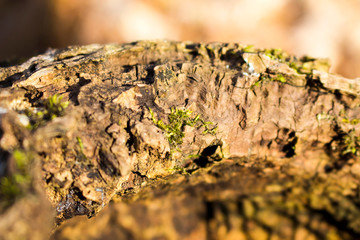Moss on the surface of the loose bark of a tree in the light of the sun