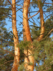 The top of the pine with a bright yellow bark
