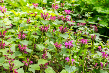Stachys grandiflora group disbanded in the spring
