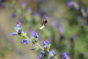 bee on flower