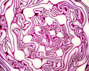 Obraz premium seamless background, slice of red cabbage, macrophotography 