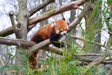 red panda eating bamboo