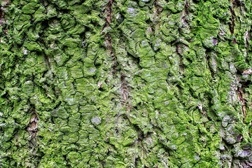 The bark of a tree covered with moss