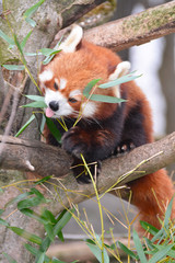 red panda eating bamboo leaves © superpapero
