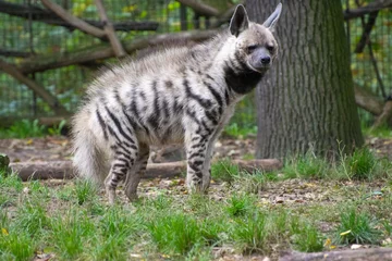 Rolgordijnen a striped hyena in the forest © superpapero