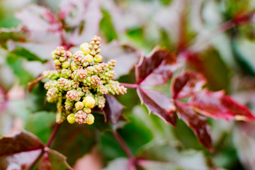Flowering ornamental shrub in spring