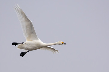Fototapeta na wymiar Whooper swan (cygnus cygnus) in flight over light grey sky with open beak and swinging legs