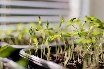 Young sprouts of a vegetable plant