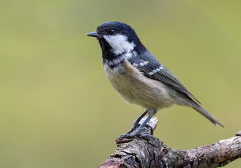 Standing out Coal Tit (periparus ater) perched on old dry branch with clean background © NickVorobey.com