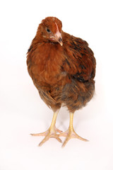 A studio photograph of a young chicken