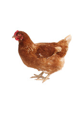 A studio photograph of a hen
