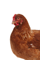 A studio photograph of a hen