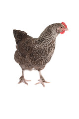A California Grey Chicken against a white background