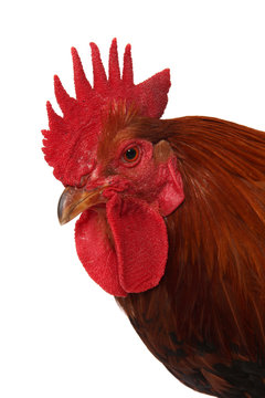 A studio photograph of a cockerel
