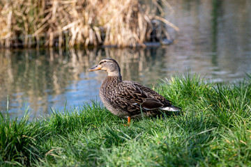 A female mallard duck on the bank of a river, in the spring sunshine