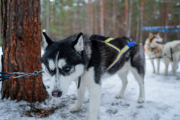 Siberian huskies of black white color tired after running. Dog with a sad snout