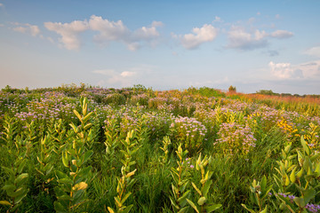 Sunset light on milkweed and native wildflowers in a Midwest prairie.