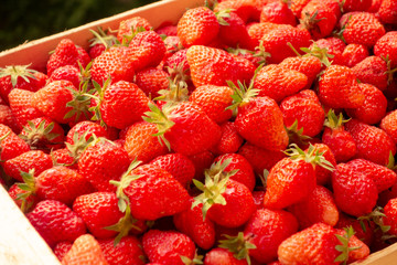 Freshly picked organic strawberries.