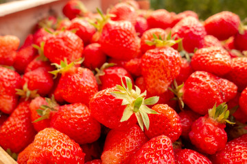Freshly picked organic strawberries.