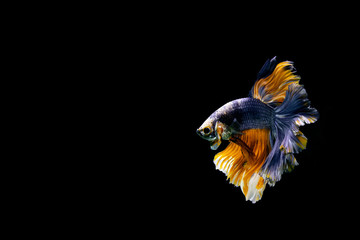 Siamese fighting fish.Multi color fighting fish isolated on black background.	