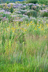 Native summer wildflowers blooming in a restored Midwest prairie.