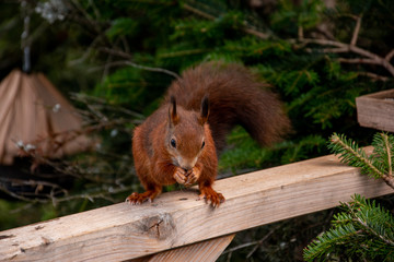 eichhörnchen beim knabbern