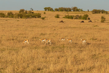 Fototapeta premium herd of impalas in serengeti national park tanzania africa