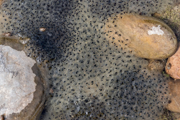 Frog spawn closeup