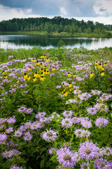 Storm clouds move along the horizon over summer wildflowers and a small pond. © Mark Baldwin
