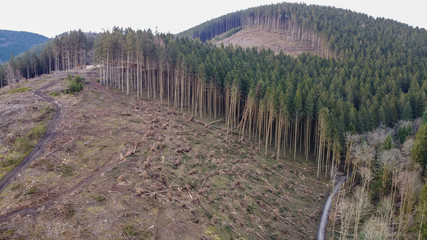 Wald im Sauerland nach Sturm und Orkan