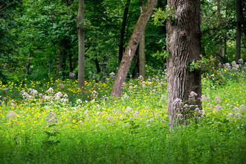 An oak savanna in summer.
