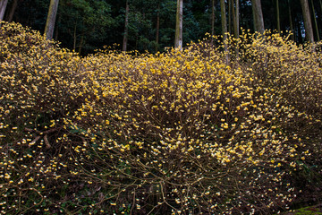 Obraz premium 西方寺のミツマタ