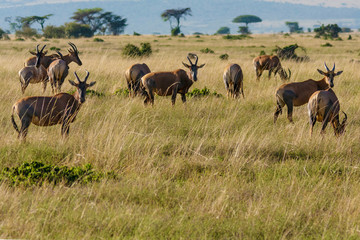 herd of wildebeest in serengeti national park tanzania africa - obrazy, fototapety, plakaty
