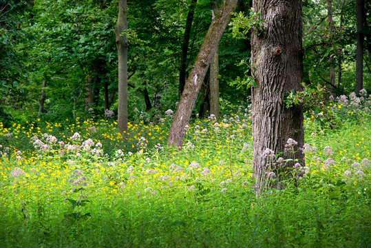 An Oak Savanna In Summer.