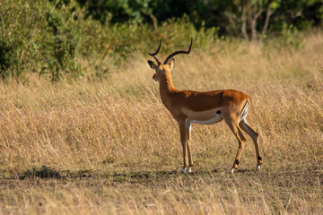Naklejka na ściany i meble impala in serengeti national park tanzania africa