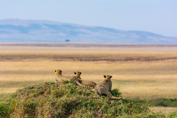 Cheetahs in Serengeti - obrazy, fototapety, plakaty