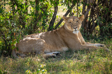 lioness in the serengeti