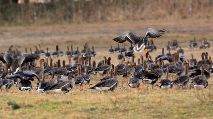 Obraz na płótnie Canvas Flying Greater white-fronted goose - Anser albifrons frontalis