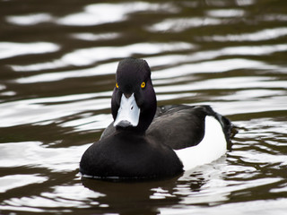 Fototapeta premium Duck