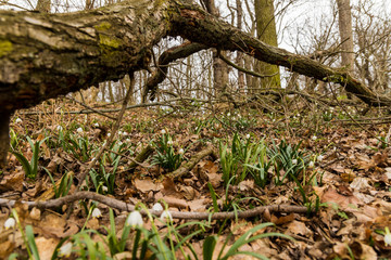 beautiful spring snowflakes in a forest near Erfurt
