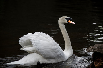 Swan